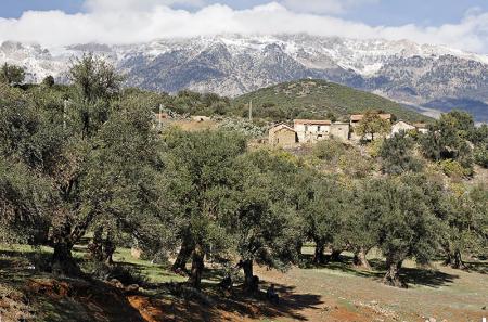 Les olives de kabylie